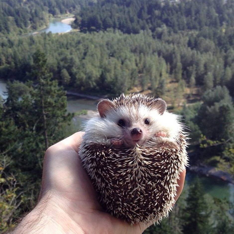 Самый большой ёж в мире