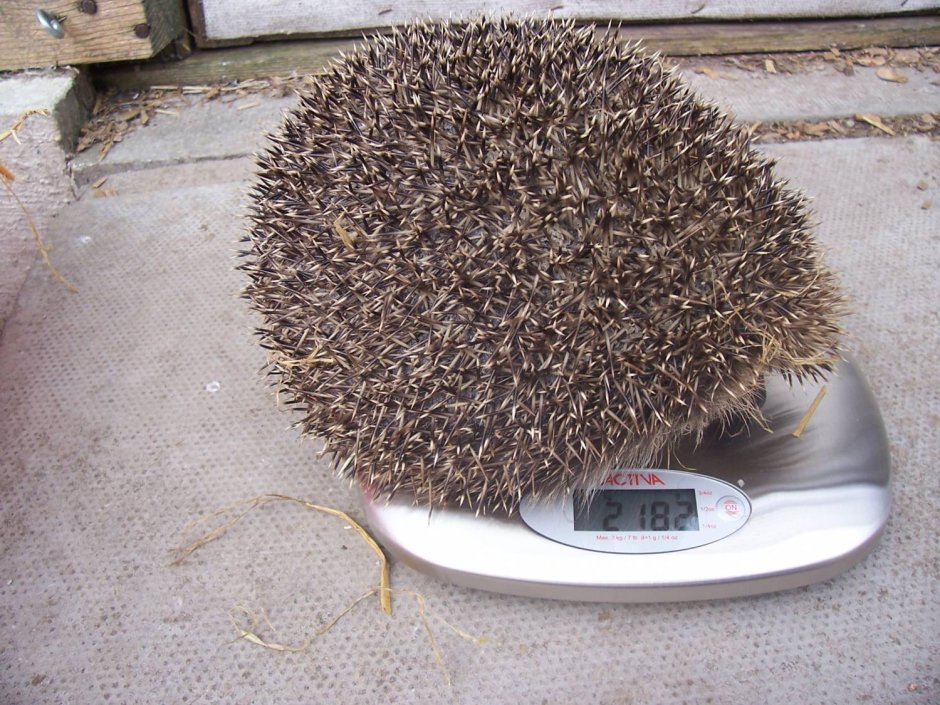 Ежики смеются