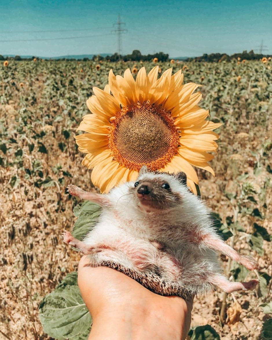 Ежата ежата