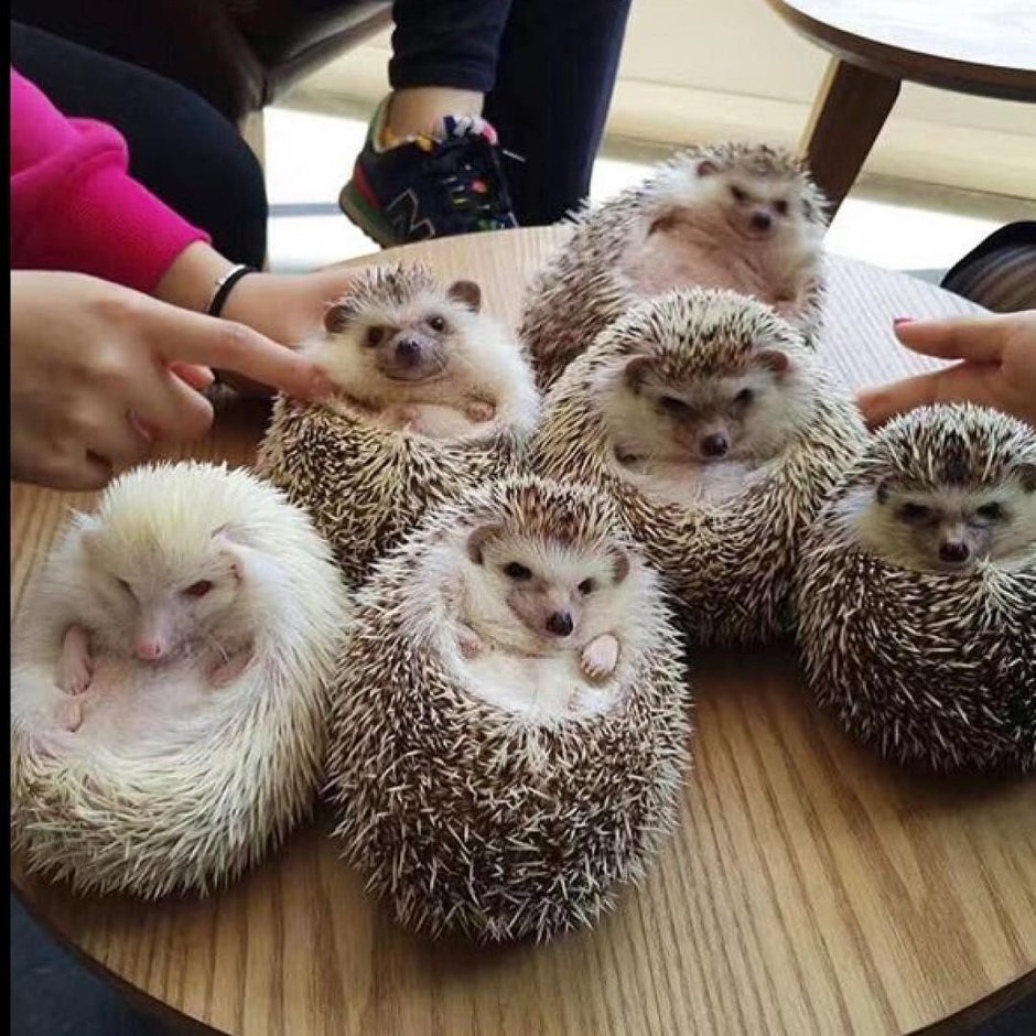 Ежик путешествует