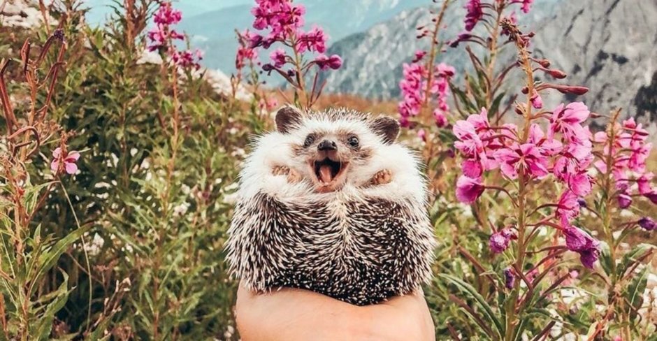 Mr.Pokee очаровательный ёж-путешественник