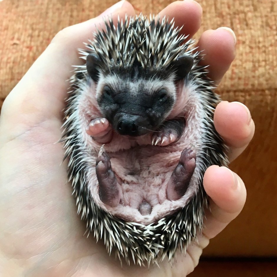 Еж и расческа