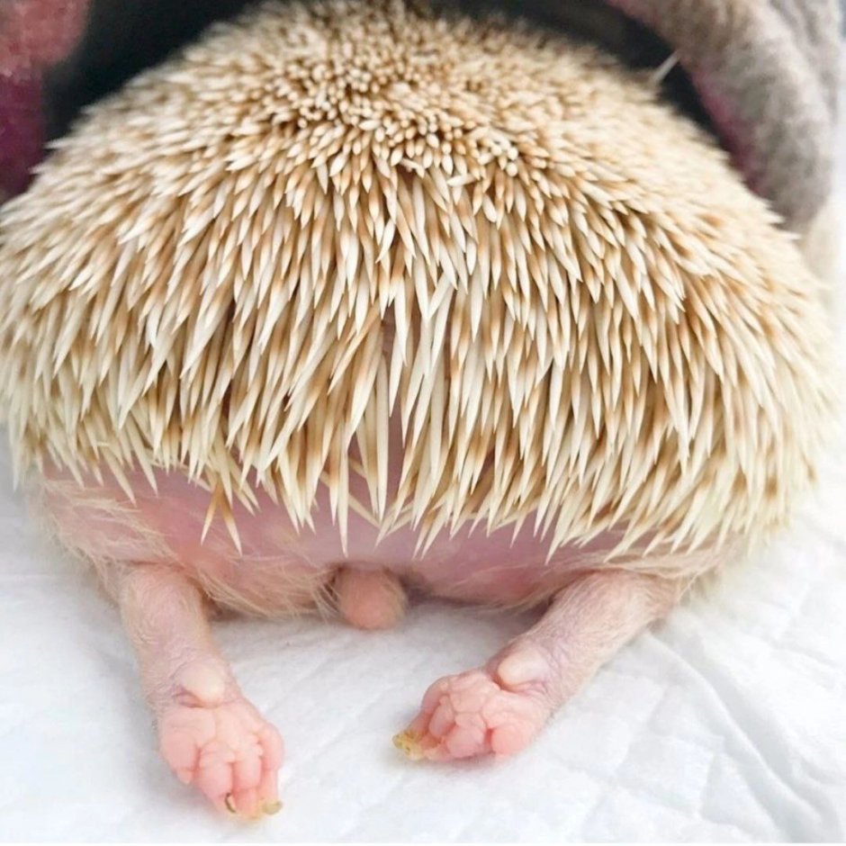 Самый большой Ёжик в мире