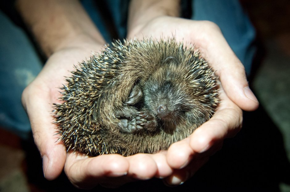 Самый большой еж