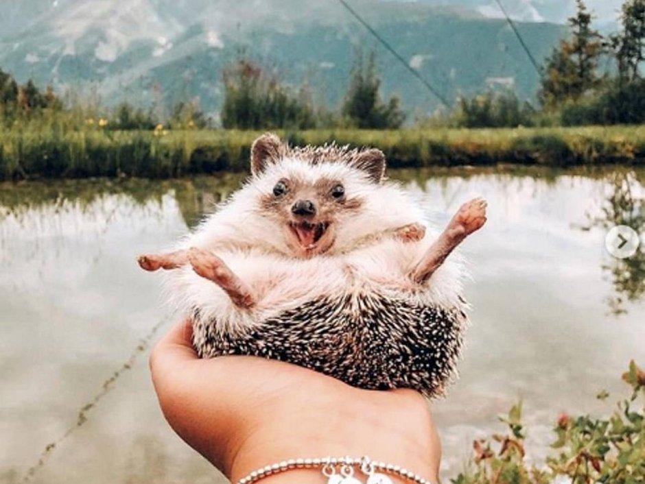 Ежик мальчик