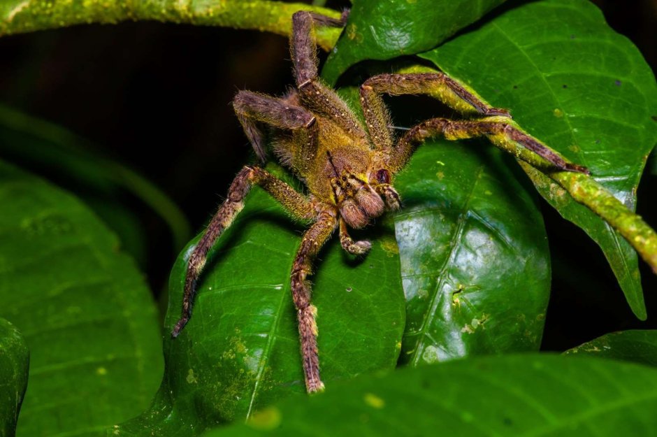 The most Venomous creatures in the World
