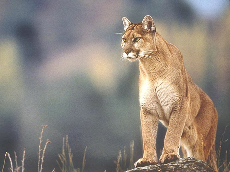 Пума (Puma concolor):