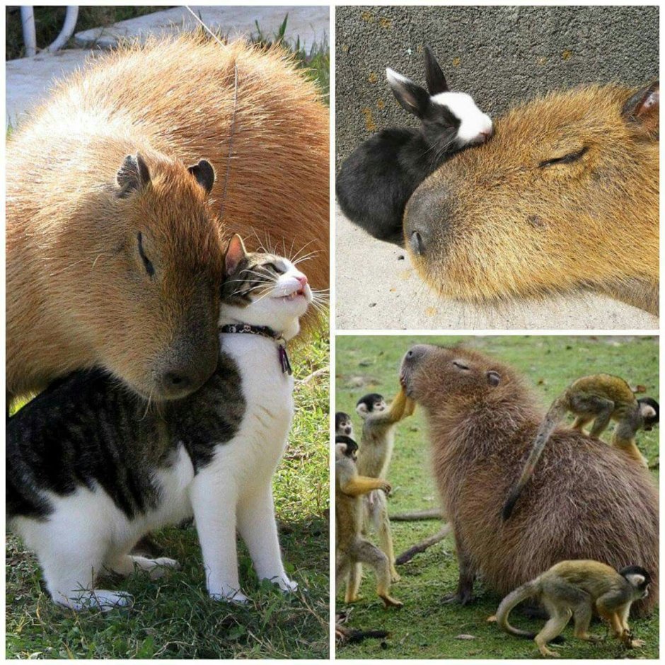 Капибара с арбузом