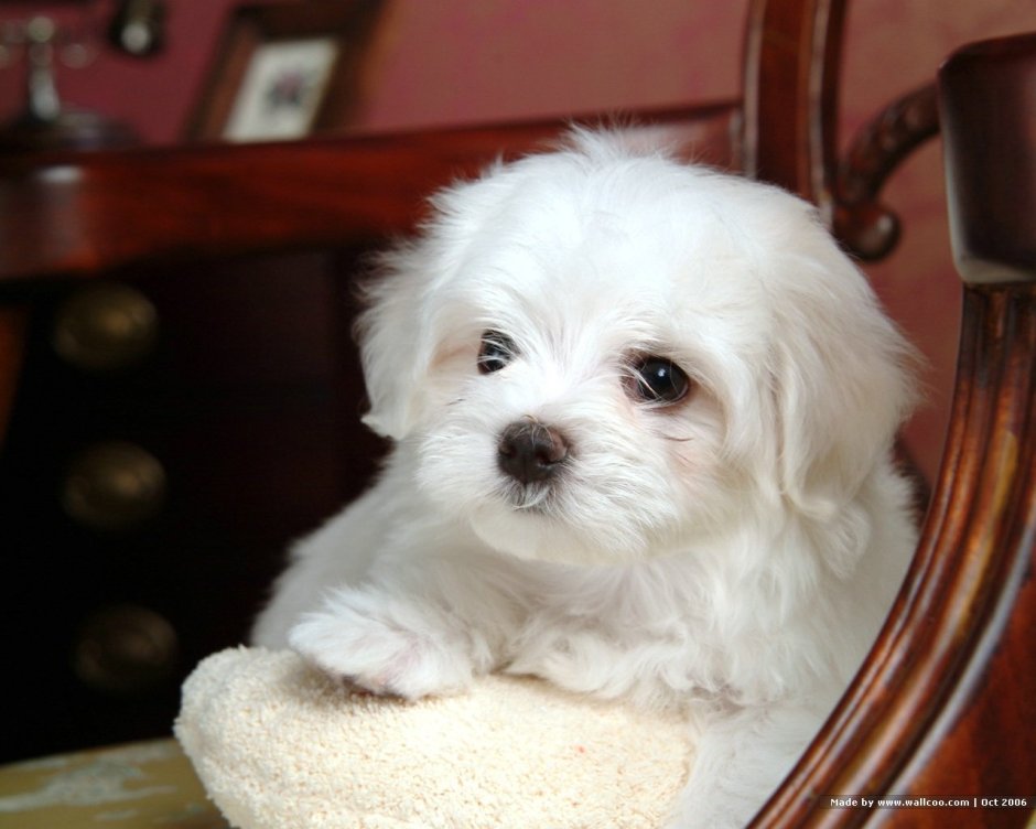Xiasi Dog