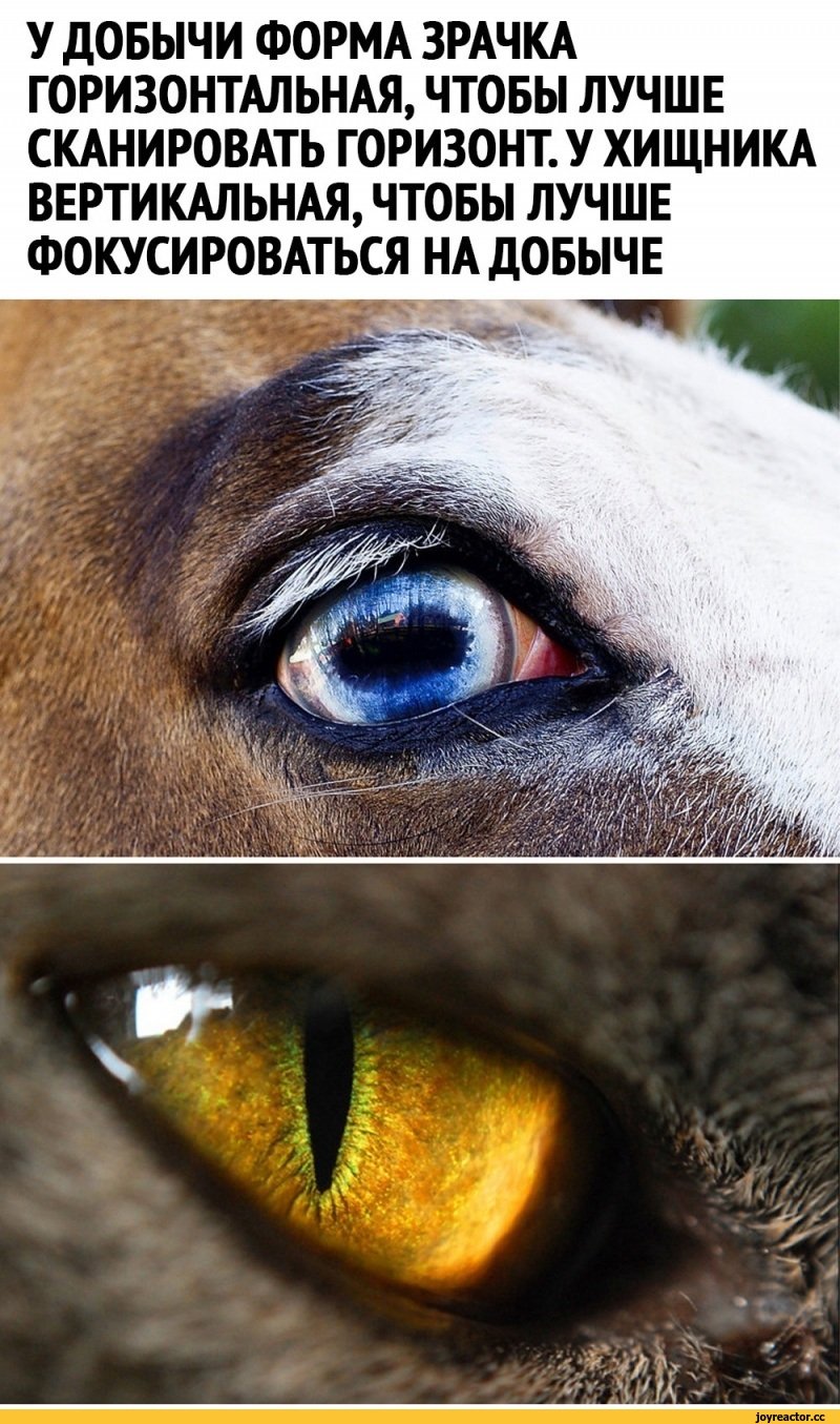 Зрачки хищников и травоядных