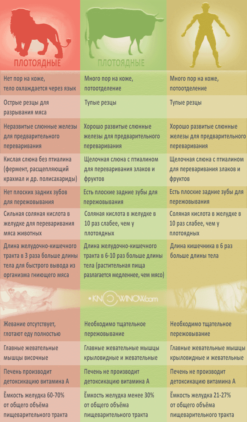 Тюлень крабоед