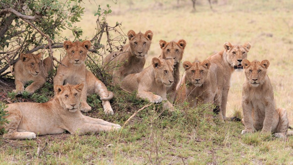 Сравнение хищника травоядного и человека