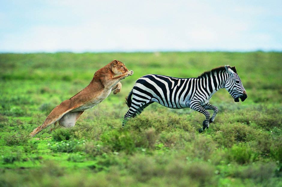 Пума Кугуар зелёный глаз