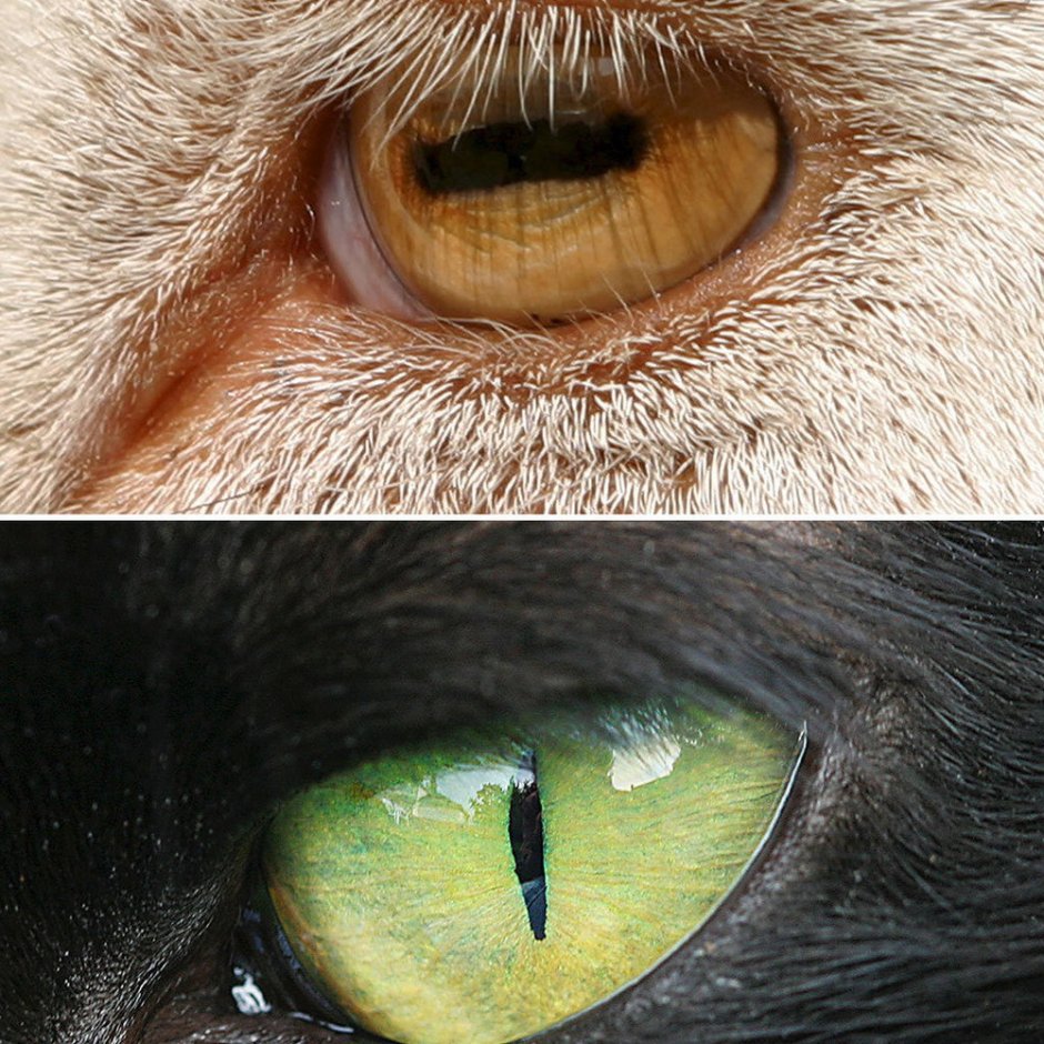 Вертикальные и горизонтальные зрачки