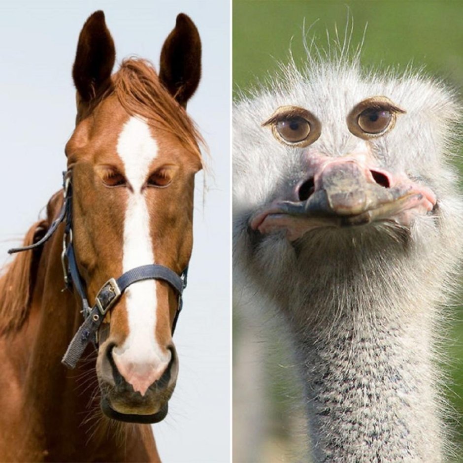 Глаза животных