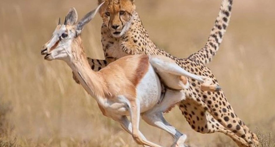 Гиена альбинос