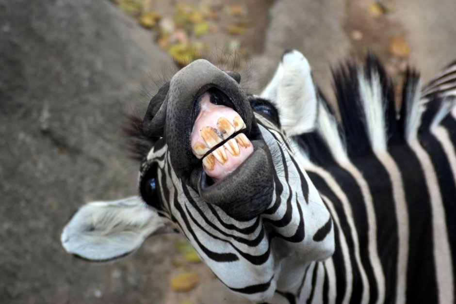 Кишечник травоядных и плотоядных животных