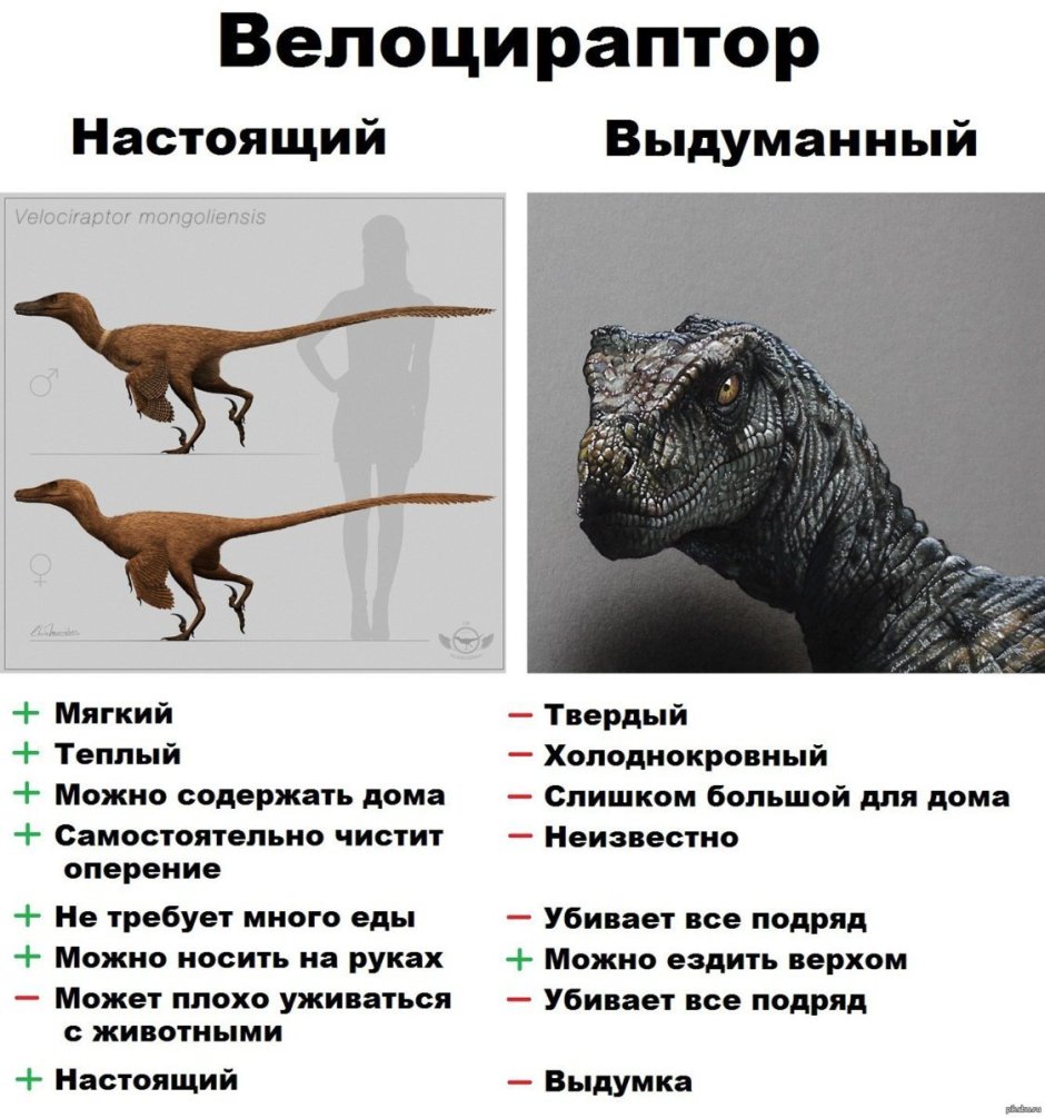 Чем питаются животные