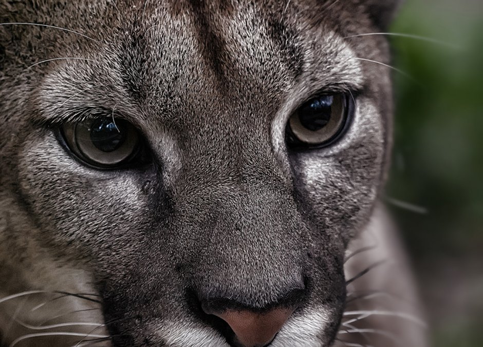 Оленьи глаза