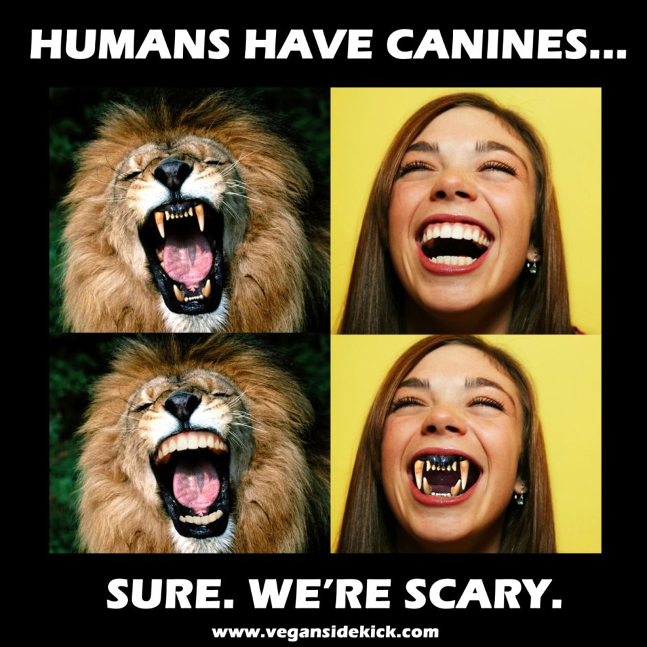 Человек хищник или травоядное