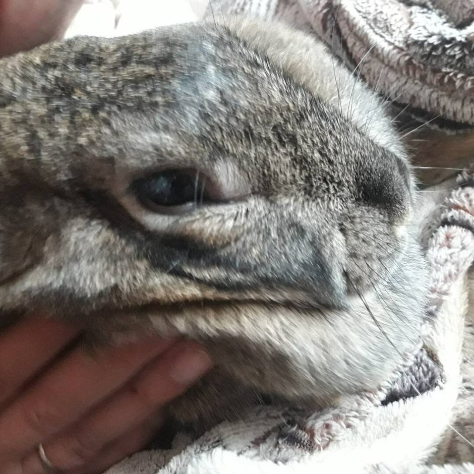 Зубы травоядных млекопитающих