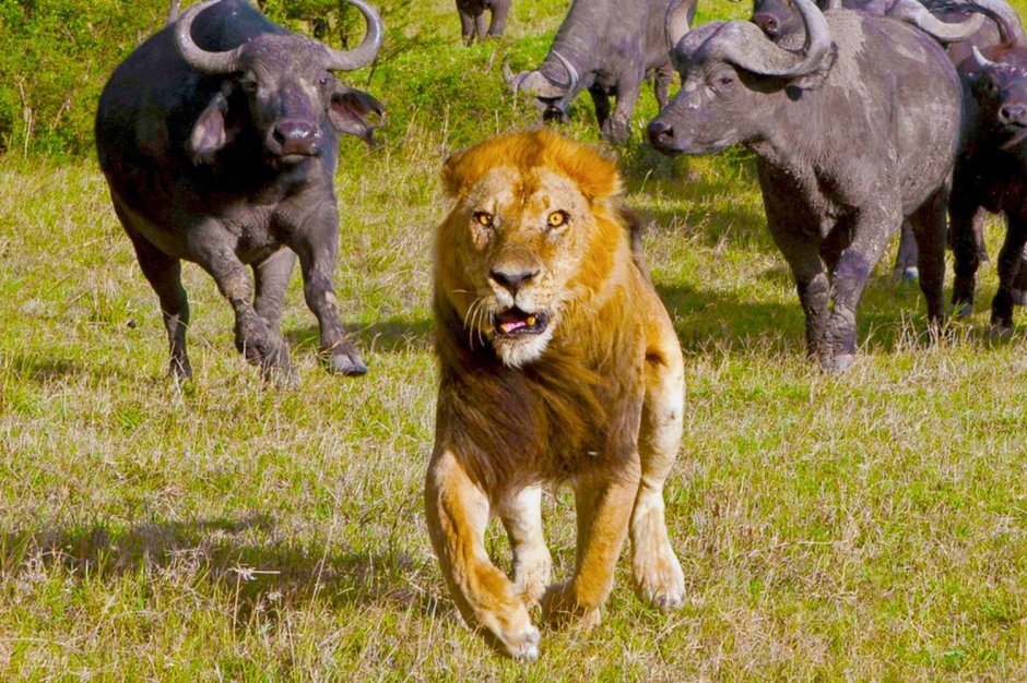 Взгляд глаза хищника