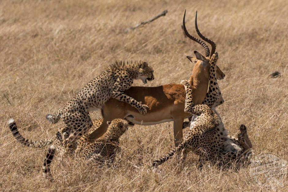Расположение глаз у хищников и травоядных