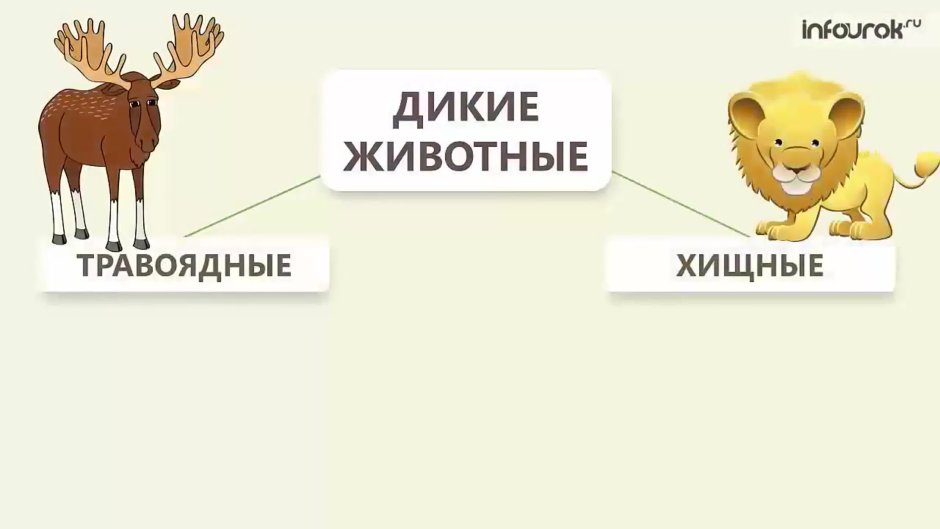 Львы и гепарды в дикой природе