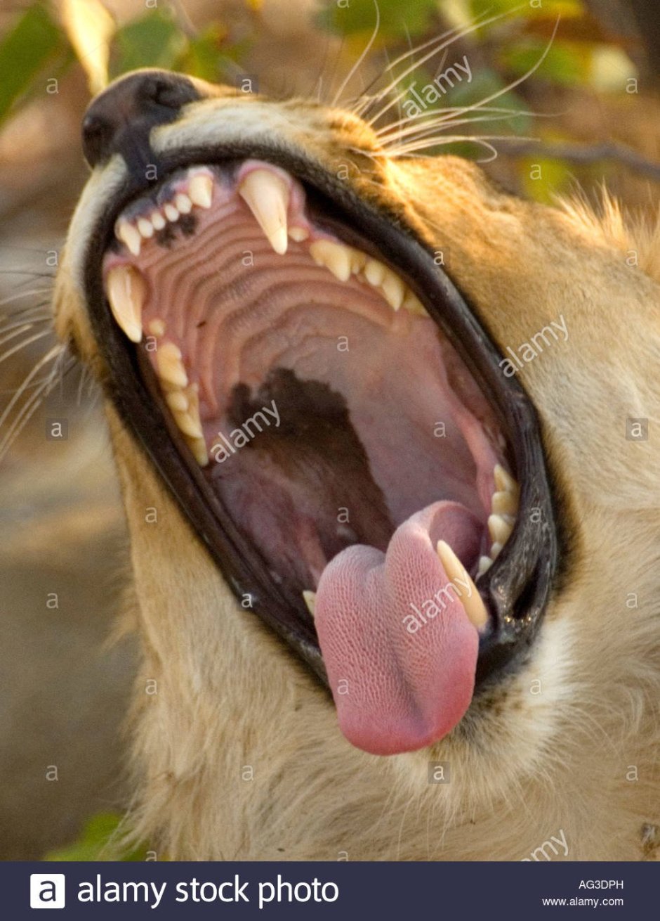 Гепард охотится на антилопу