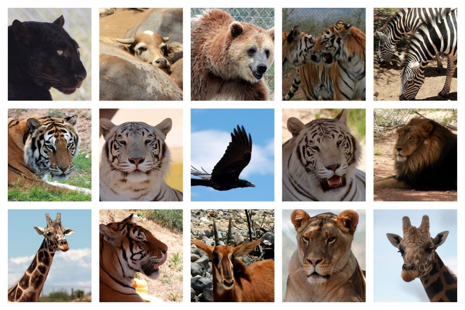 Амурский тигр