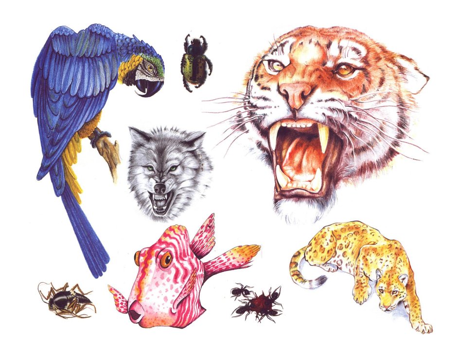 Расположение глаз у хищников и травоядных