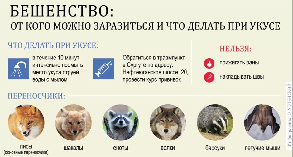 Растительноядные животные цепь питания