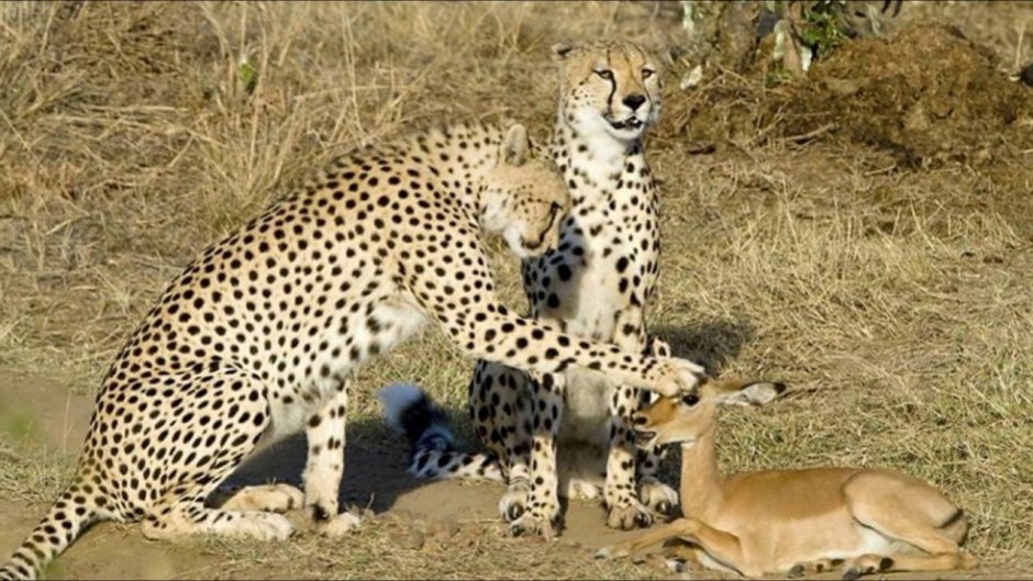 Эмблема травоядные