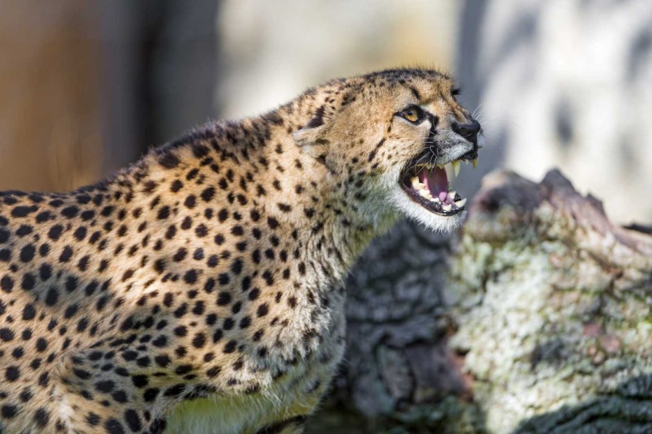 Радужка глаза животных