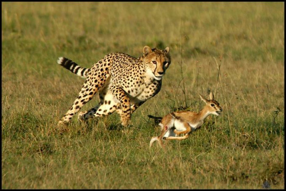 Пума Кугуар зелёный глаз