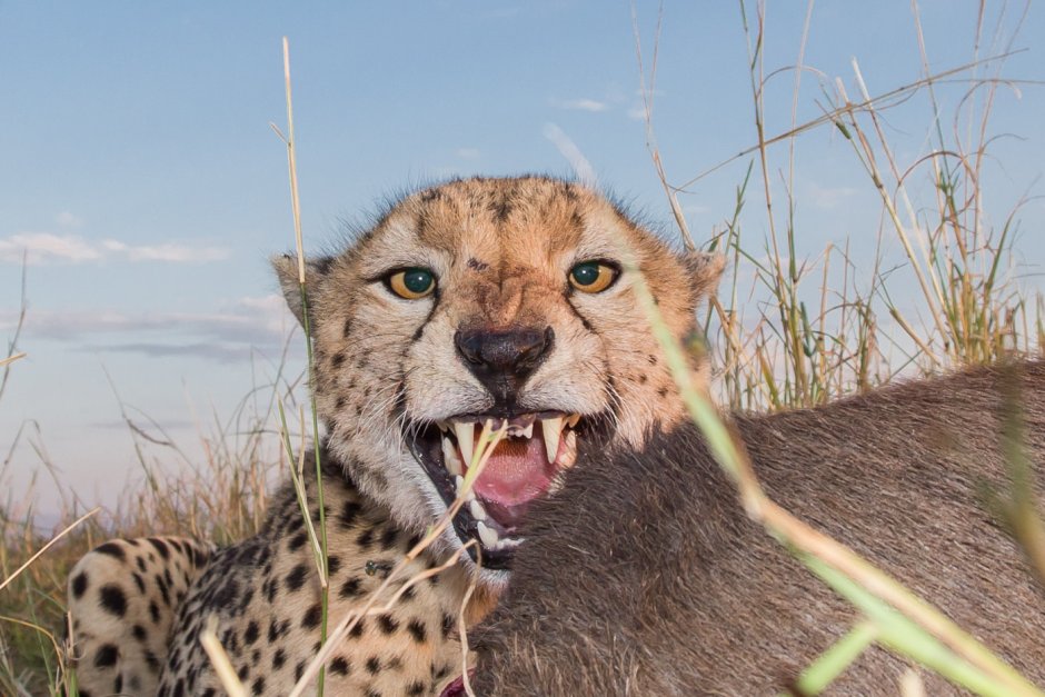 Лев и Зебра