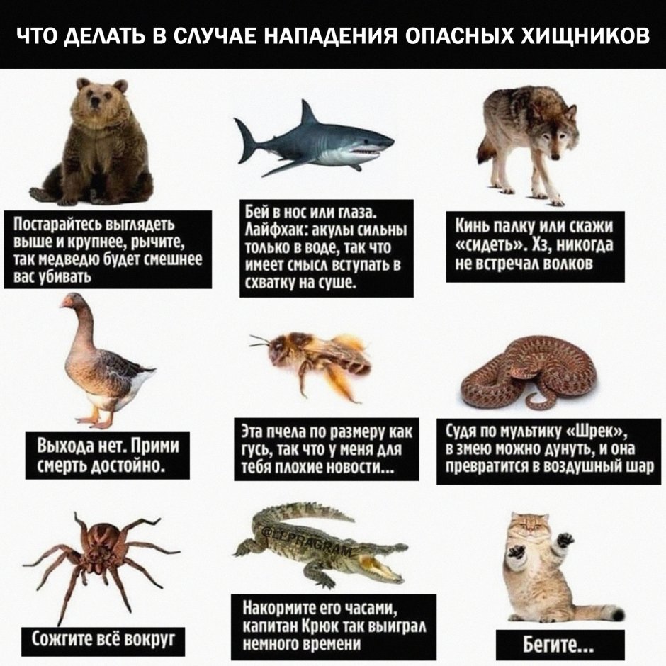 Семейство кошачьих таблица