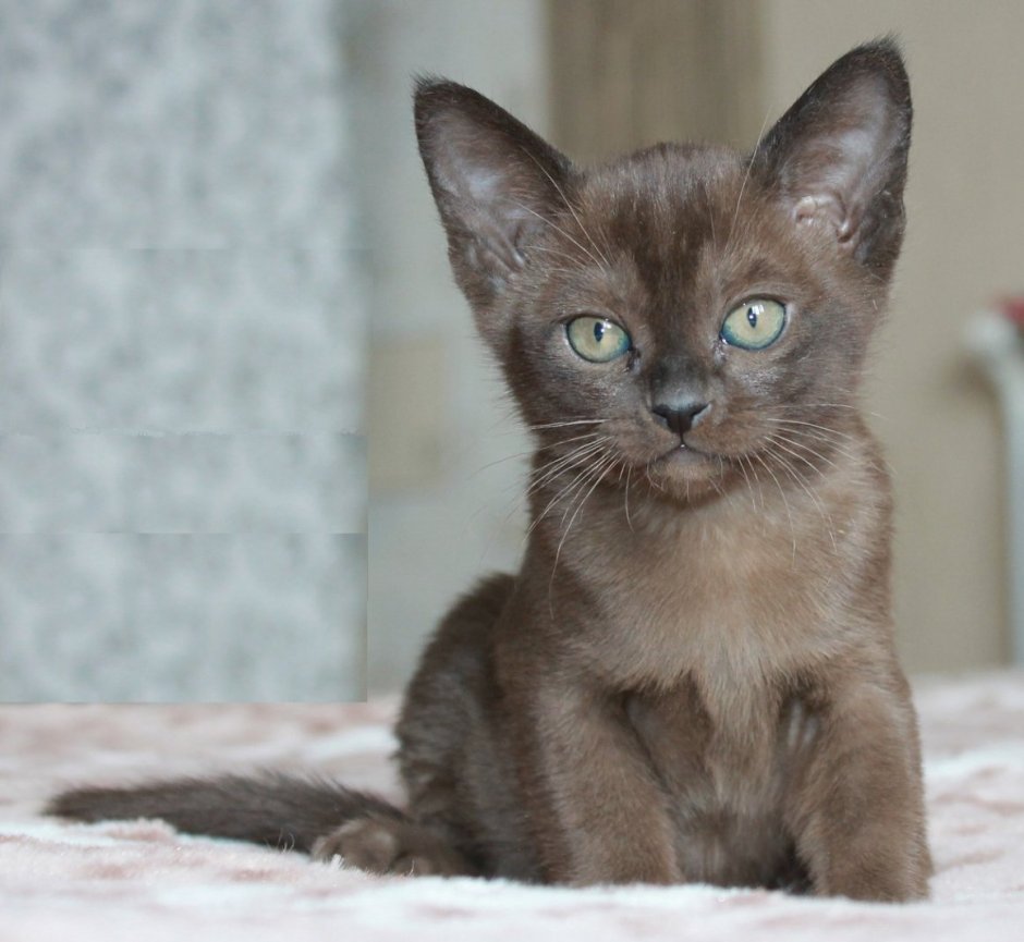 Соболиная Бурманская кошка