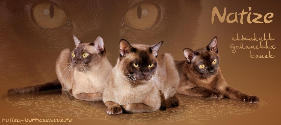 Бурманский кот чемпион мира