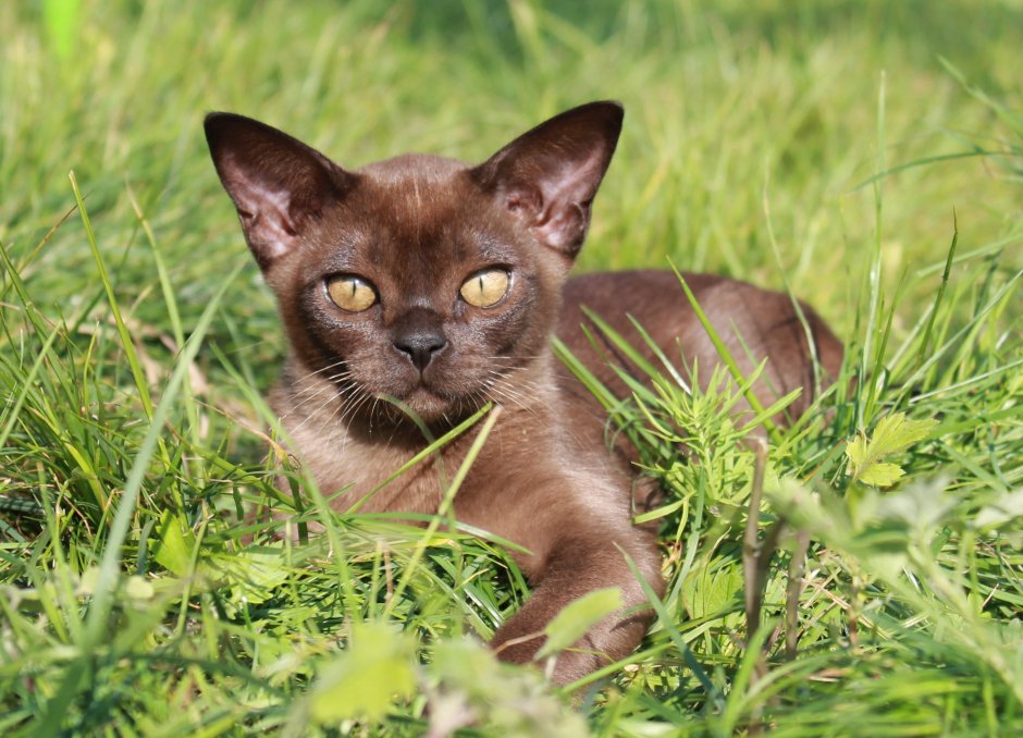 Бурманская кошка