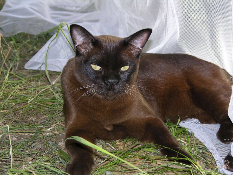 Бурманская кошка Соболь
