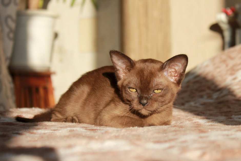 Кошка Ориентал Бурманская