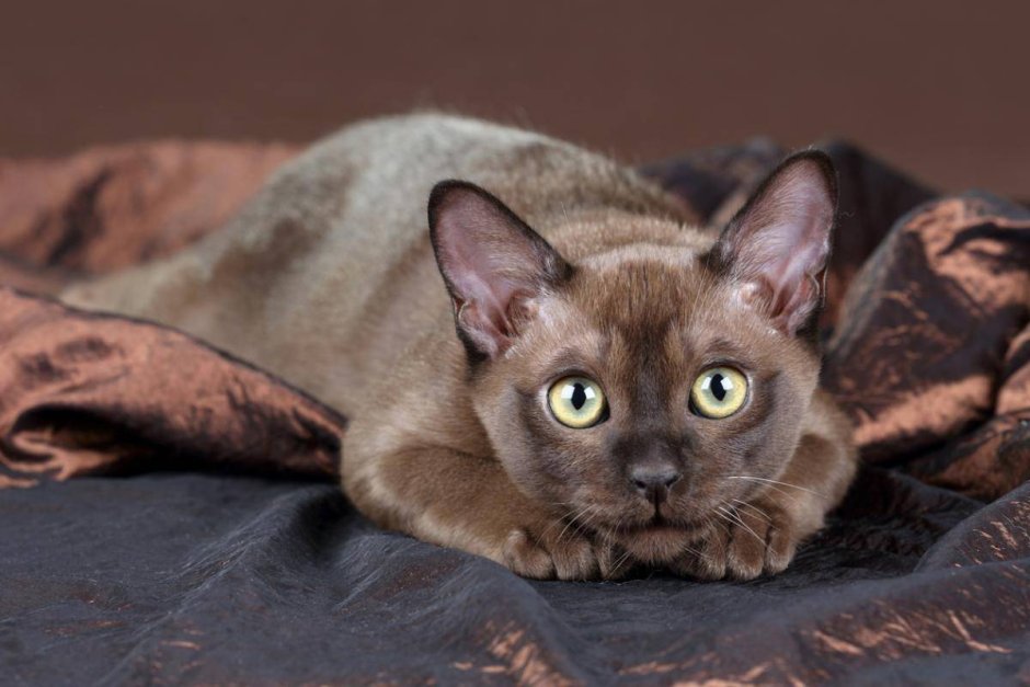 Бурманская кошка котята