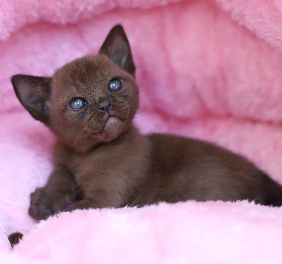 Коричневый фон коты