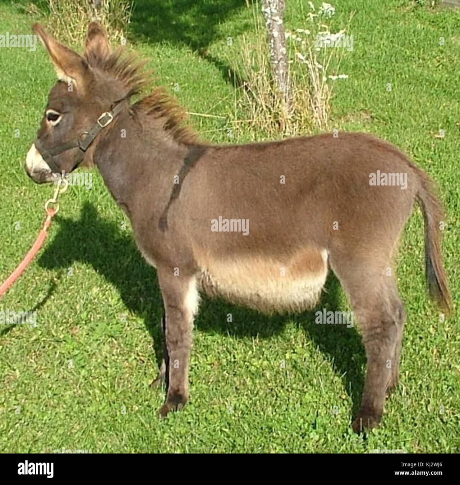 Самка ишака