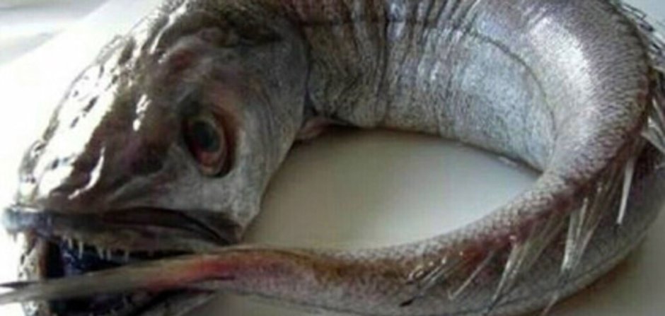 Морская собака зубатка