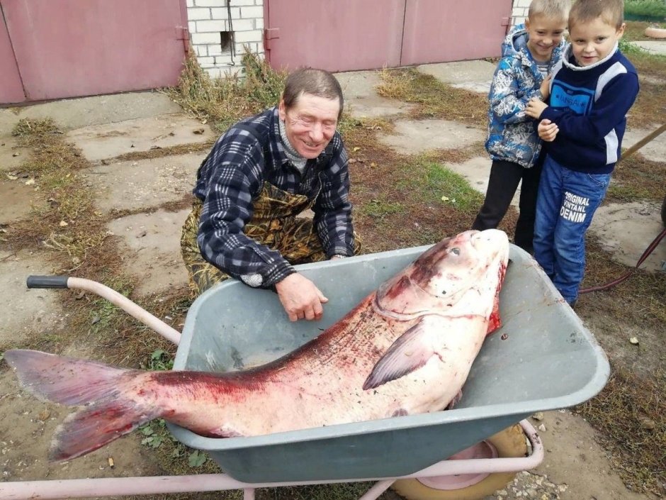 Дальневосточная зубатка (Anarhichas orientalis),