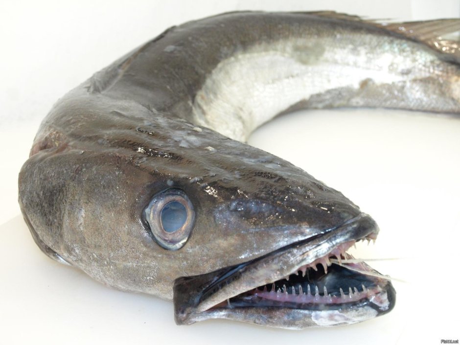 Anotopterus nikparini