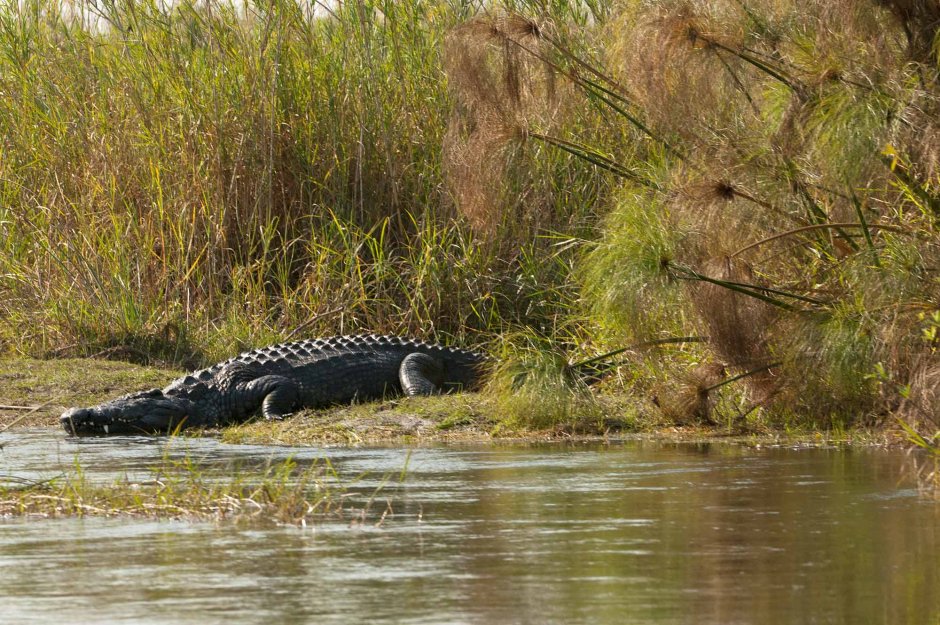 Everglades National Park Аллигаторы