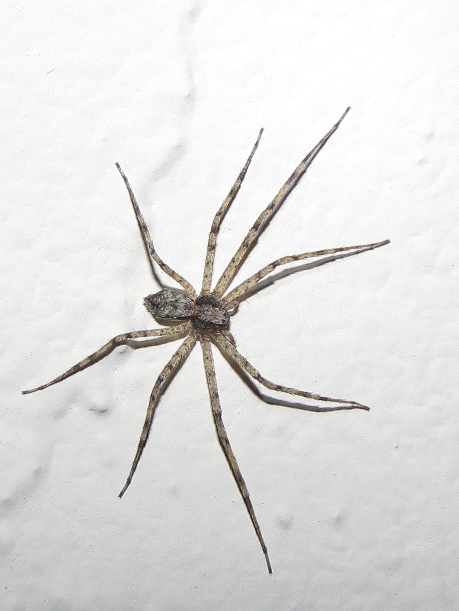 Паук Каракурт желтый